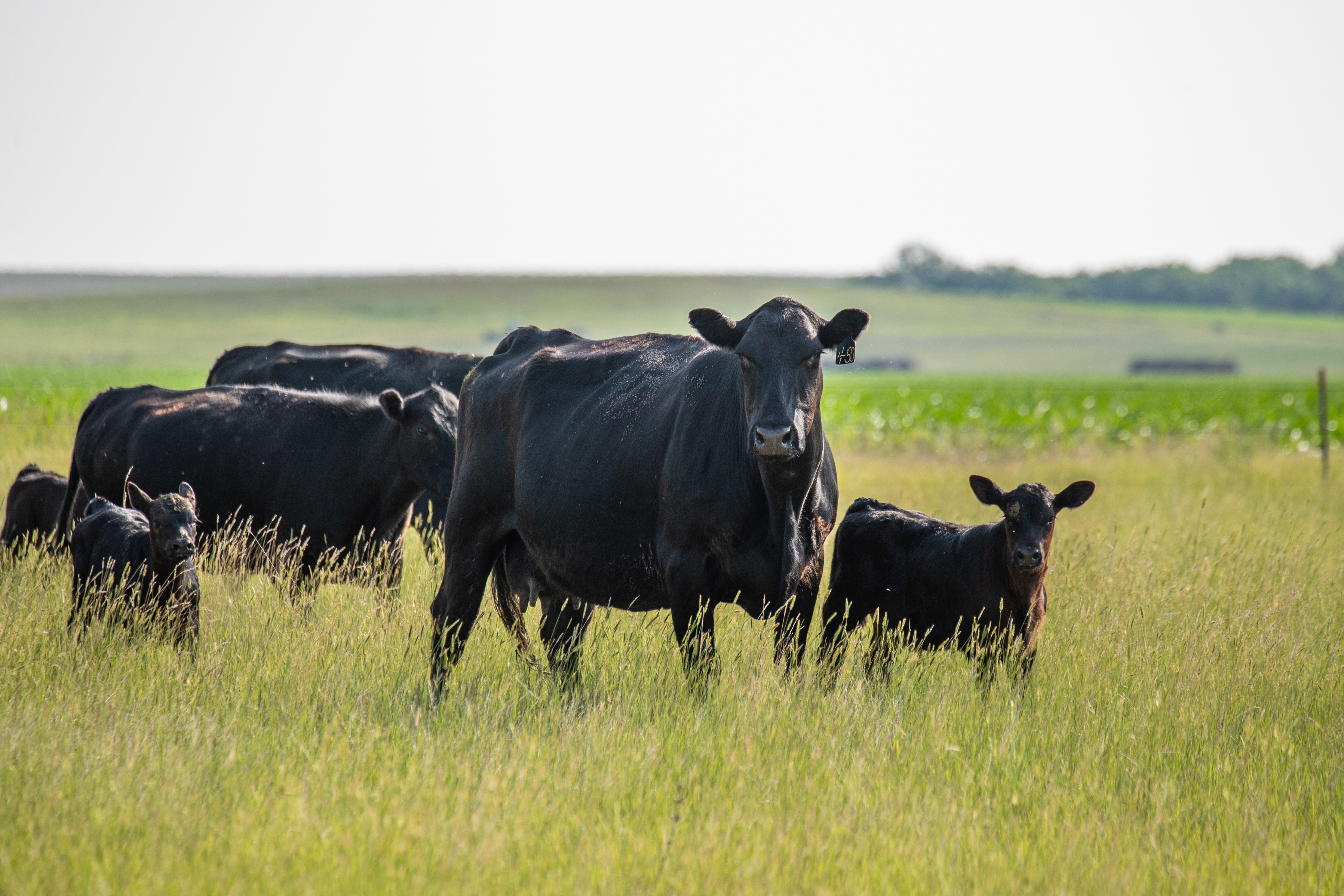 SBA livestock program — black angus cattle herd in summer pasture